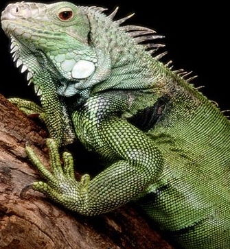 Greeniguanapanama.jpg